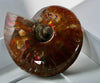 Natural Ammonite Fossil #280