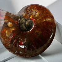 Natural Ammonite Fossil #280