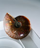 Natural Ammonite Fossil #280