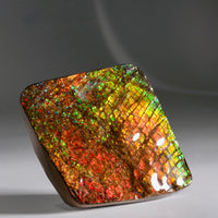 Top Grade Ammolite Display Stone #892