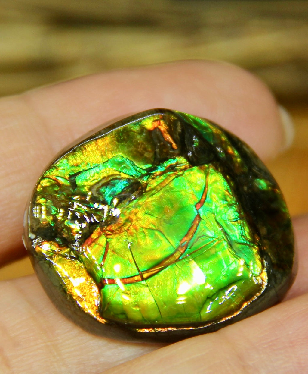 Freeform Natural Ammolite Loose Gemstone #A230