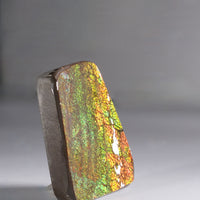 Top Grade Ammolite Display Stone #891