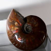 Natural Ammonite Fossil #280