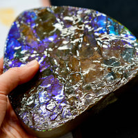 Ammolite Palm Stone #743