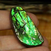 Freeform Natural Loose Ammolite Gemstone #A216