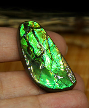 Freeform Natural Loose Ammolite Gemstone #A216