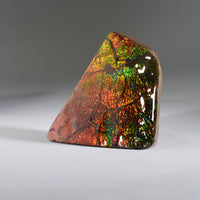 Top Grade Ammolite Display Stone #896