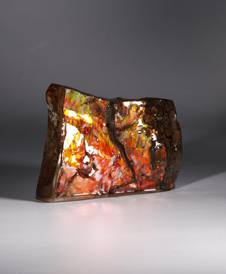 Polished Ammolite Display Stone #897