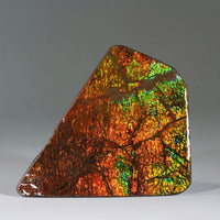 Top Grade Ammolite Display Stone #896