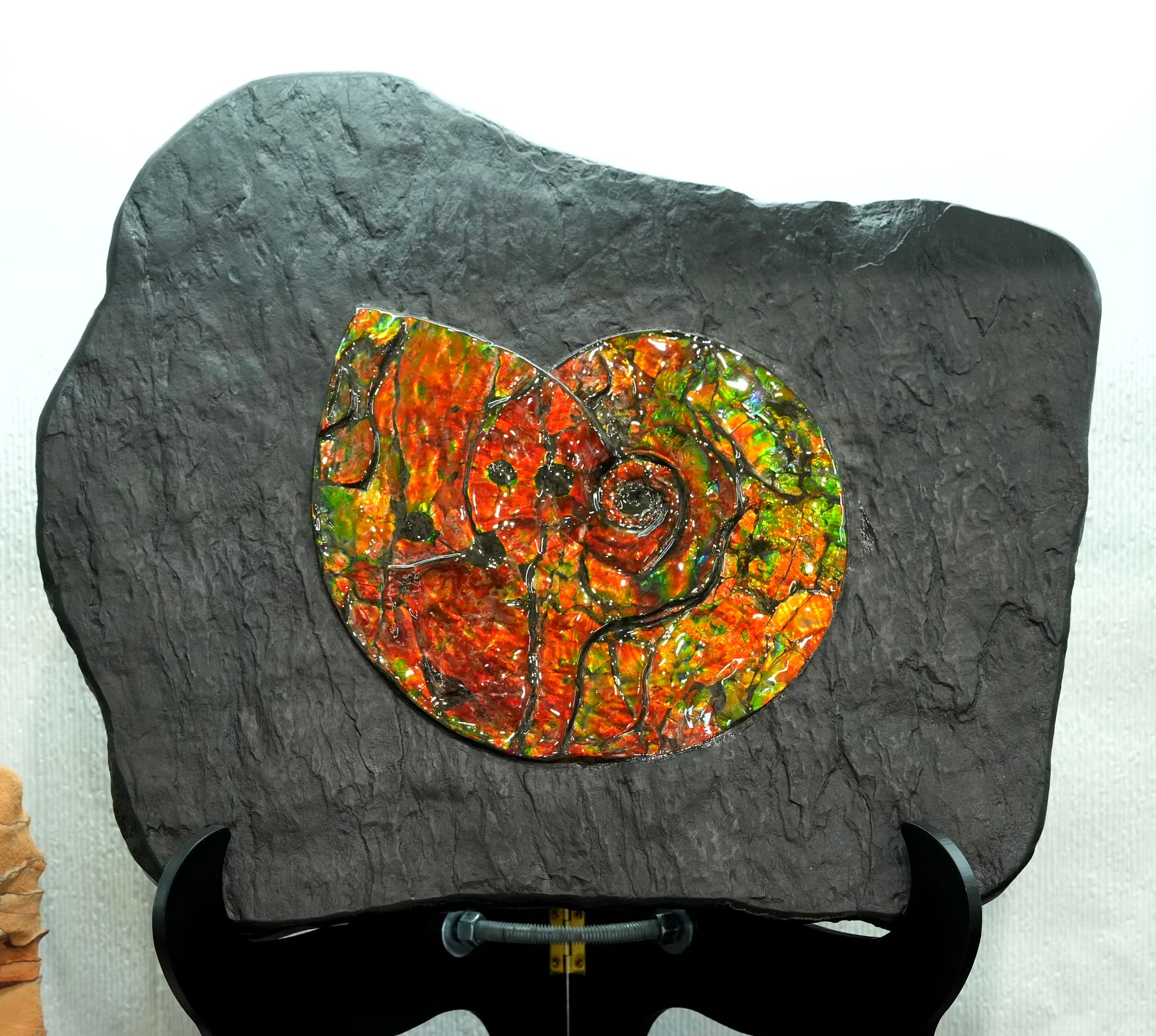 18" Genuine Canadian Ammonite Full Fossil