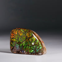 Top Grade Ammolite Display Stone #A606