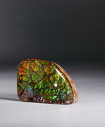 Top Grade Ammolite Display Stone #A606