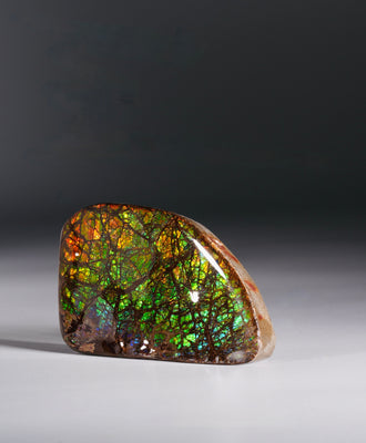 Top Grade Ammolite Display Stone #A606