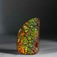 Top Grade Ammolite Display Stone #A606