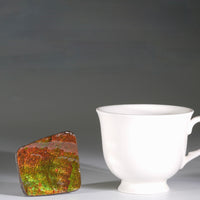 Top Grade Ammolite Display Stone #891