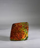 Top Grade Ammolite Display Stone #892