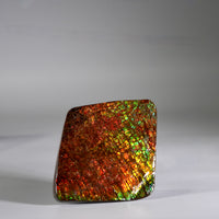 Top Grade Ammolite Display Stone #892