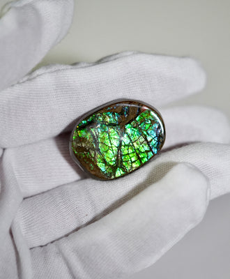 Freeform Natural Ammolite Loose Gemstone #A226