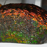 Polished Ammolite Stone #2540