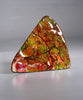 Top Grade Ammolite Display Stone #885