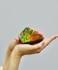 Top Grade Ammolite Display Stone #896