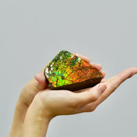 Top Grade Ammolite Display Stone #896