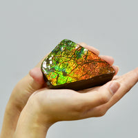 Top Grade Ammolite Display Stone #896