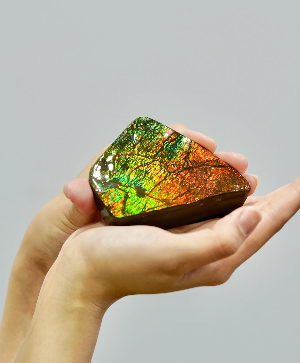 Top Grade Ammolite Display Stone #896