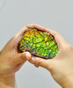 Ammolite Hand Sample Stone #606