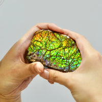 Ammolite Hand Sample Stone #606