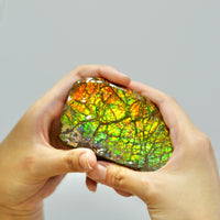 Ammolite Hand Sample Stone #606