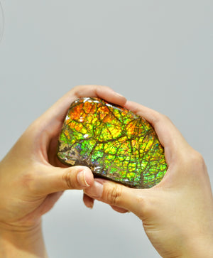 Ammolite Hand Sample Stone #606