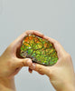 Ammolite Hand Sample Stone #606