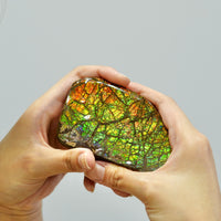 Ammolite Hand Sample Stone #606