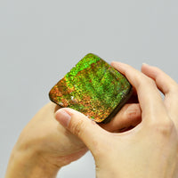 Top Grade Ammolite Display Stone #891