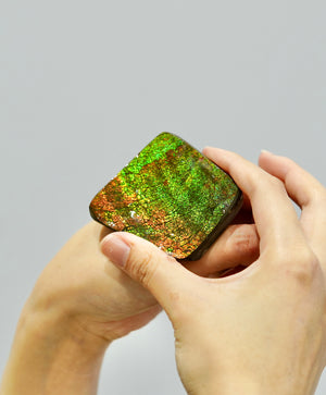 Top Grade Ammolite Display Stone #891