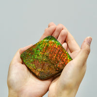 Top Grade Ammolite Display Stone #892