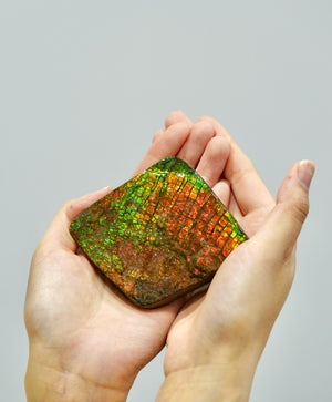 Top Grade Ammolite Display Stone #892