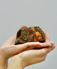 Polished Ammolite Stone #811