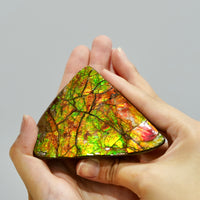 Top Grade Ammolite Display Stone #885