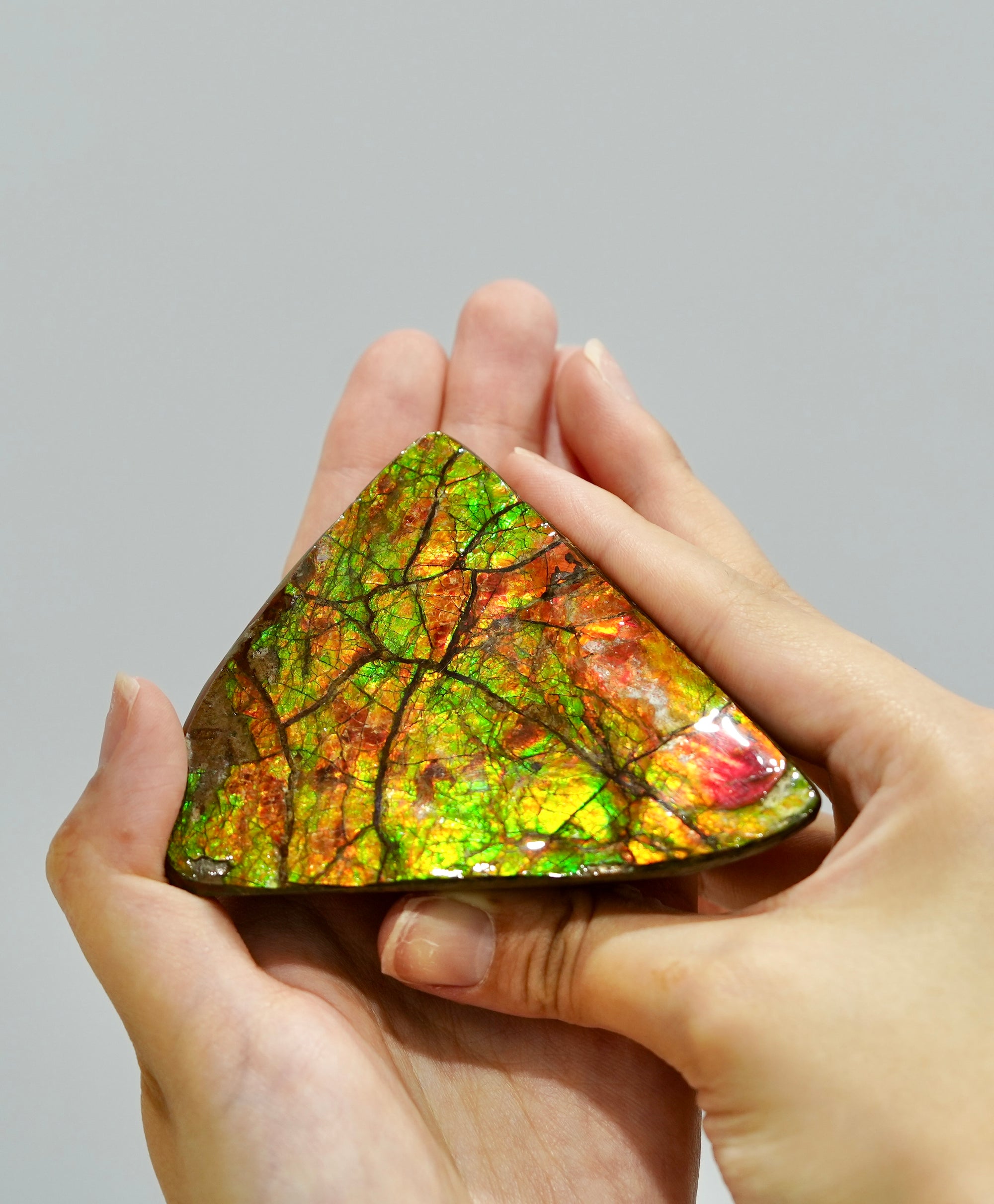 Top Grade Ammolite Palm Stone #885