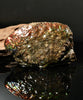 Polished Ammolite Stone #2540