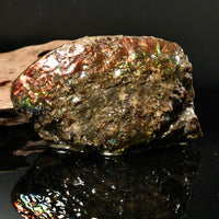 Polished Ammolite Stone #2540