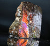 Polished Ammolite Stone #2542