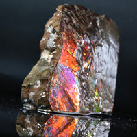 Polished Ammolite Stone #2542