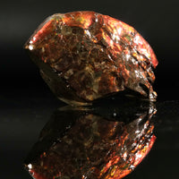 Polished Ammolite Stone #2543