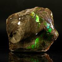 Polished Ammolite Stone #2545