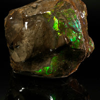 Polished Ammolite Stone #2545