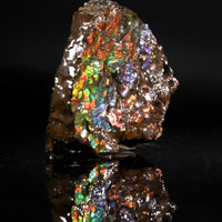 Polished Ammolite Stone #2552