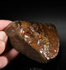 Polished Ammolite Stone #2551